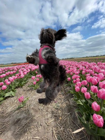 A cute boomer in the tulip fields