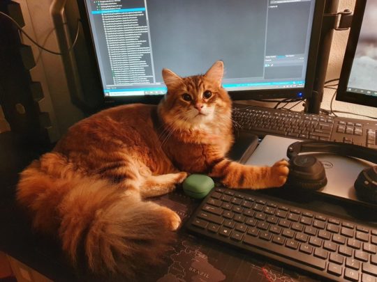 Siberian cat lying on desk near computer