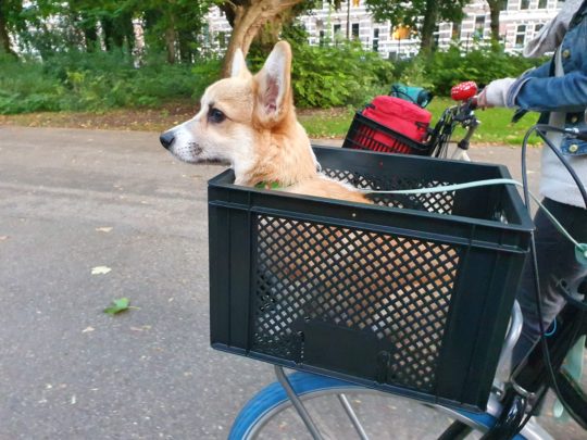 Corgi sat in a basket on front wheel of bike