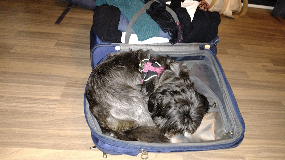 Jorrit Berkhout's dog in a suitcase