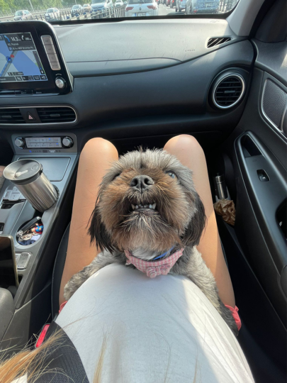 Jorrit Berkhout's wife and dog in the car